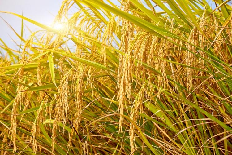 今年全國早稻總產量2833.7萬噸 增長0.8%